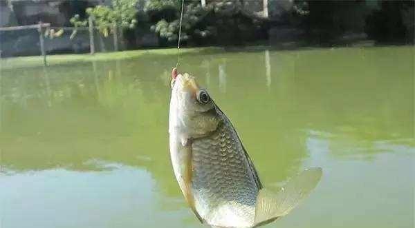 春季水库串钩垂钓黄颡鱼技巧有哪些？如何提高垂钓成功率？