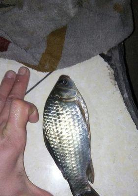春季水库垂钓鲫鱼技巧有哪些？如何提高钓鲫鱼的成功率？
