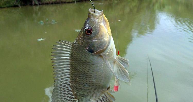 春季素饵钓鱼技巧有哪些？如何提高春季钓鱼成功率？