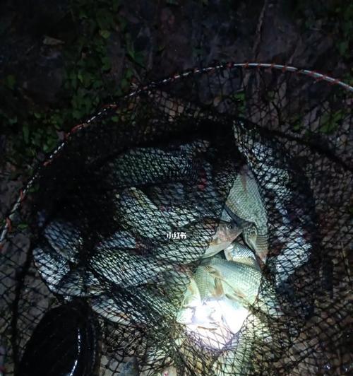 春季小溪夜钓技巧有哪些？如何提高夜钓成功率？