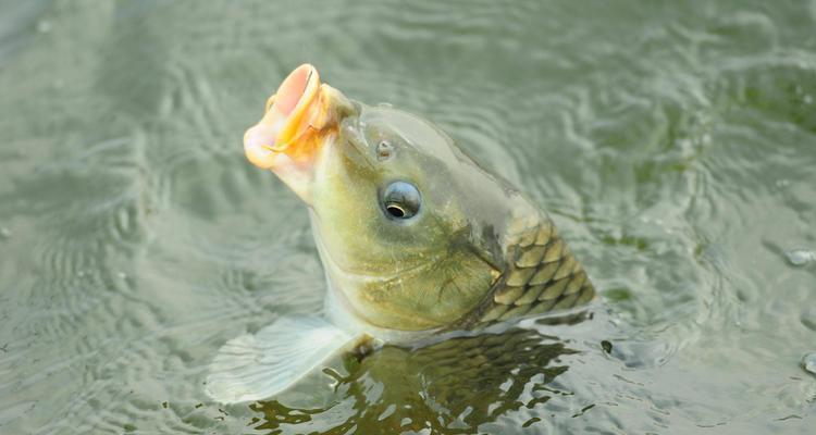 春季野钓大鲤鱼技巧教学？如何提高春季野钓大鲤鱼的成功率？