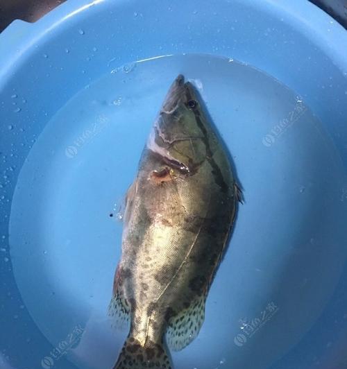 春季野钓鳜鱼技巧有哪些？如何提高钓鳜鱼的成功率？