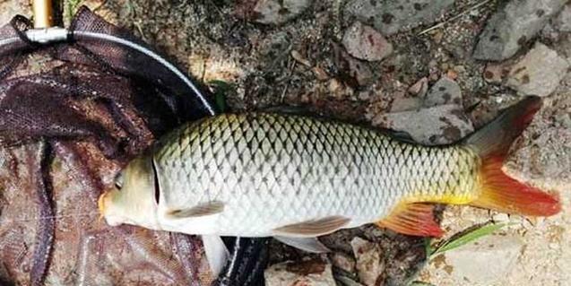 春季野钓黄金鲤鱼技巧是什么？如何提高钓鲤鱼的成功率？