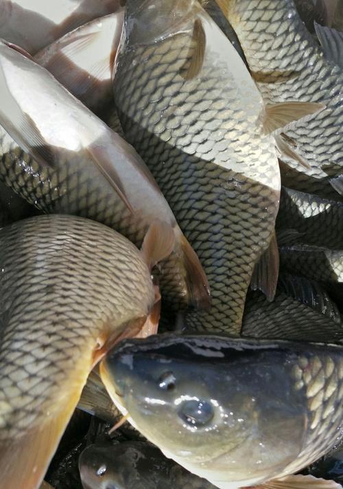 春季野钓黄金鲤鱼技巧是什么？如何提高钓鲤鱼的成功率？