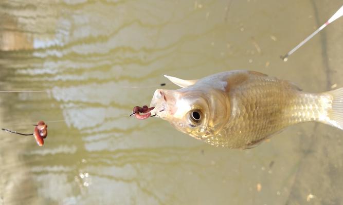 春季野钓技巧：如何选择最佳钓位和时间？