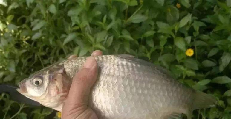春季野钓鲫鱼技巧有哪些？如何有效提高上鱼率？