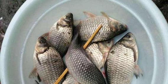 春季野钓鲫鱼最佳时间是什么时候？有哪些技巧可以提高成功率？