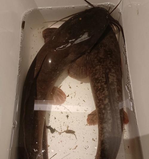春季野钓鲶鱼的技巧是什么？如何提高钓鲶鱼的成功率？
