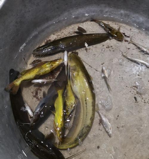春季野钓鲶鱼技巧有哪些？如何提高钓鲶鱼的成功率？