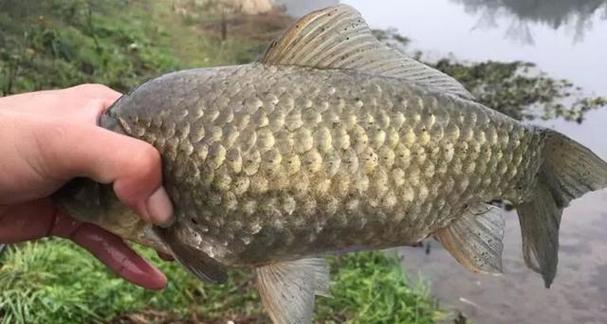 春季野钓沙塘鳢技巧有哪些？如何提高成功率？