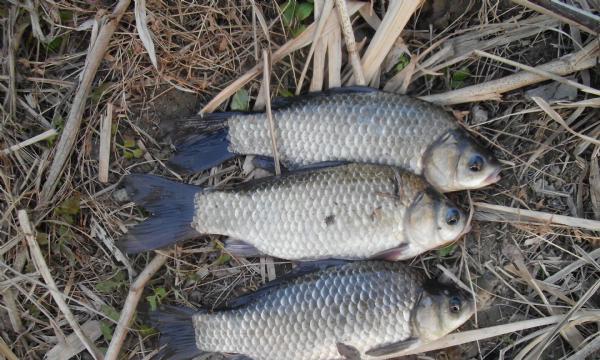 春季野钓小河鲫鱼技巧有哪些？如何提高钓鲫鱼的成功率？
