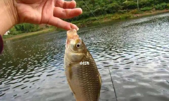 春季野河钓鱼技巧有哪些？如何提高钓鱼成功率？