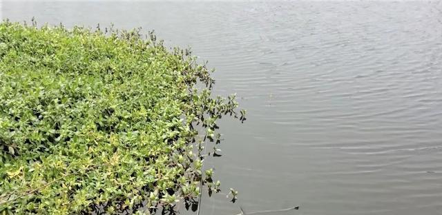 春季野河流水钓鱼技巧有哪些？如何提高春季钓鱼成功率？