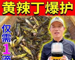 春季野河夜钓黄辣丁技巧是什么？如何选择合适的饵料？