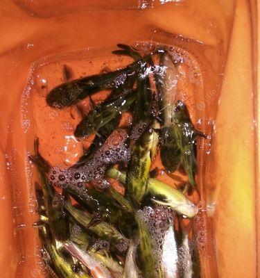 春季野河夜钓黄辣丁技巧是什么？如何选择合适的饵料？
