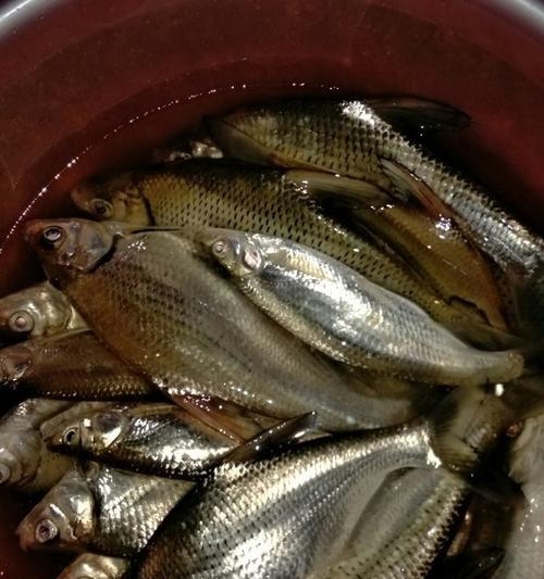 春季夜钓鳊鱼的技巧是什么？如何提高钓获率？