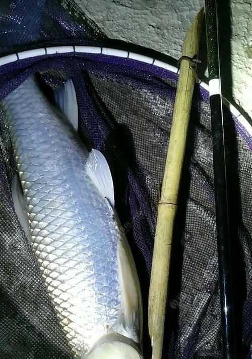 春季夜钓草鱼技巧和方法有哪些？如何提高钓草鱼的成功率？