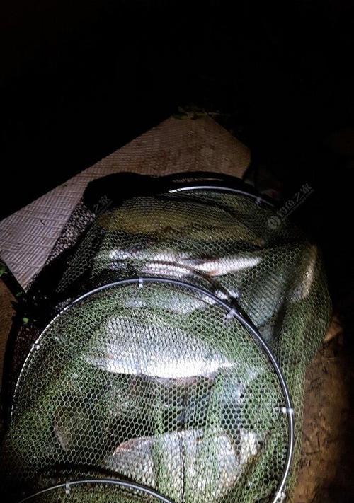 春季夜钓草鱼技巧和方法有哪些？如何提高钓草鱼的成功率？