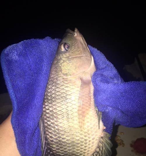 春季夜钓大河钓鱼技巧有哪些？如何提高夜钓成功率？