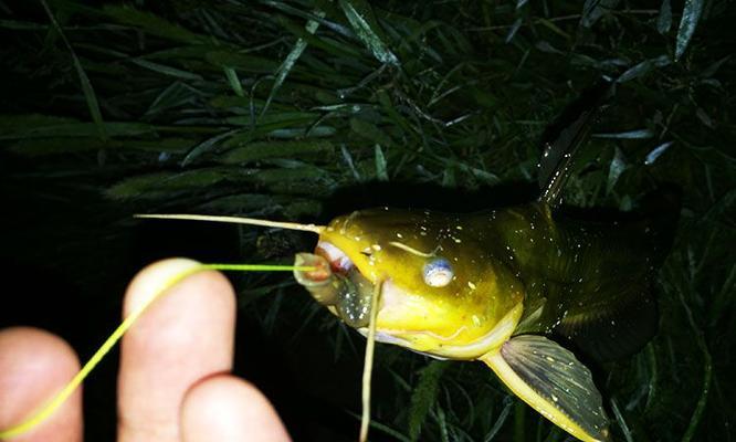 春季夜钓黄辣丁技巧有哪些？如何提高钓获率？