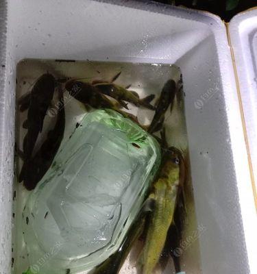 春季夜钓黄辣丁技巧有哪些？如何提高钓获率？