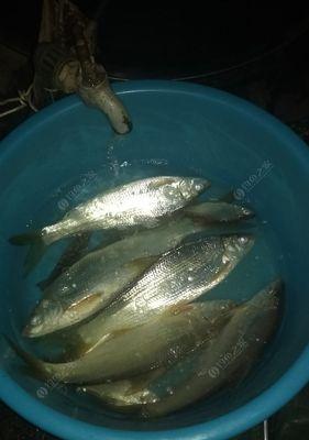 春季夜钓黄尾技巧有哪些？如何提高钓黄尾的成功率？