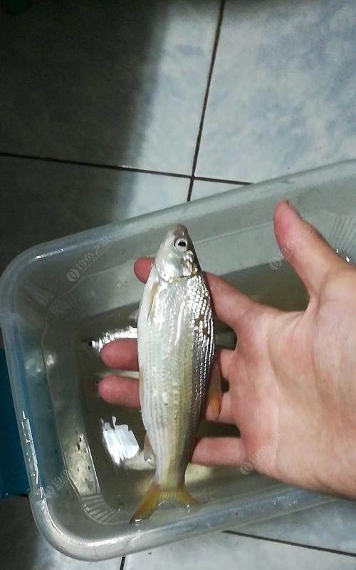 春季夜钓黄尾技巧有哪些？如何提高钓黄尾的成功率？