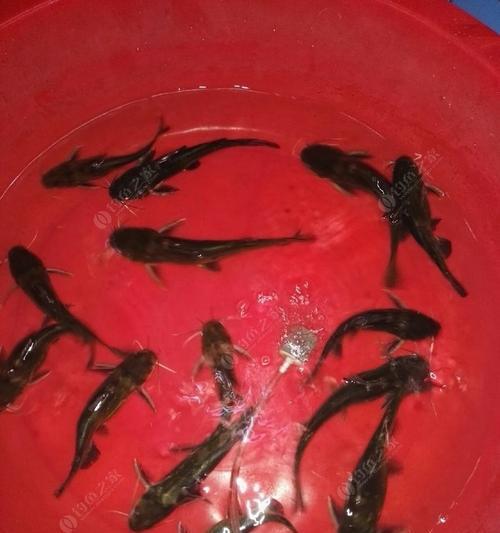 春季夜钓技巧及方法教学？如何提高夜钓成功率？