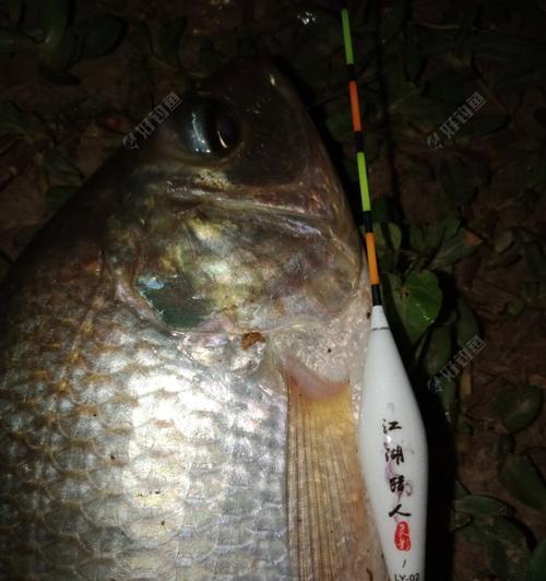 春季夜钓技巧及方法教程？如何提高夜钓成功率？