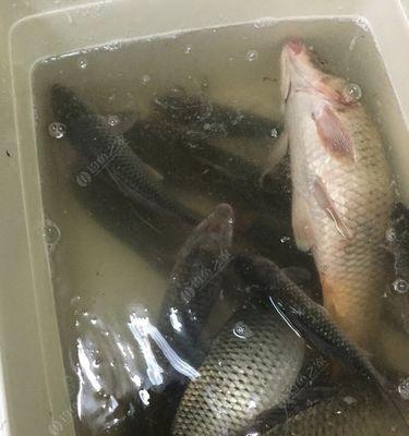 春季夜钓技巧讲解？如何提高夜间钓鱼成功率？