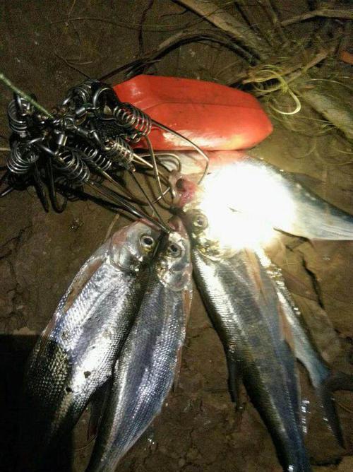 春季夜钓技巧教程简单？如何快速掌握夜钓要点？
