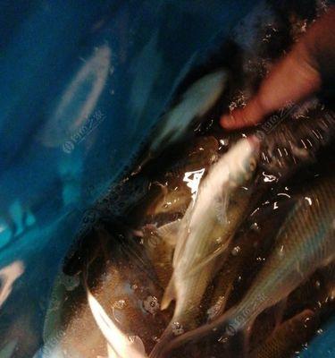 春季夜钓技巧教程简单一点？如何快速掌握夜钓要点？