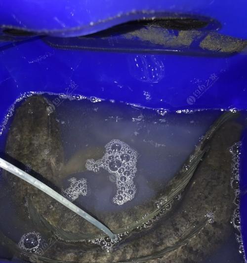 春季夜钓技巧教程简单易学？如何快速掌握夜钓要点？