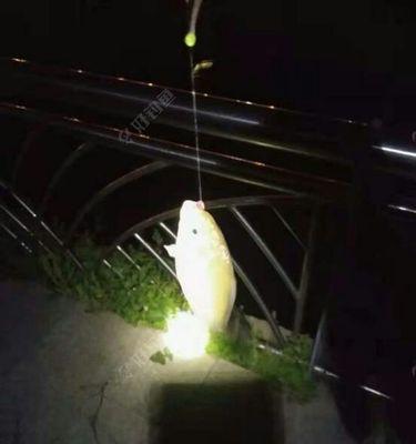 春季夜钓技巧教程？如何提高夜间钓鱼的成功率？