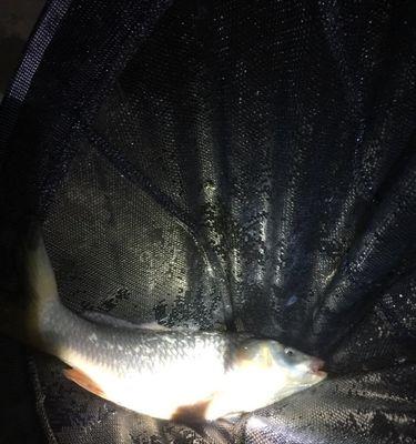 春季夜钓鲫鱼技巧及方法是什么？如何提高钓鲫鱼的成功率？