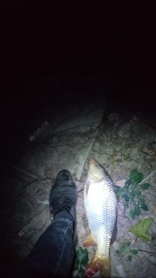 春季夜钓鲫鱼有哪些简单易学的技巧和方法？