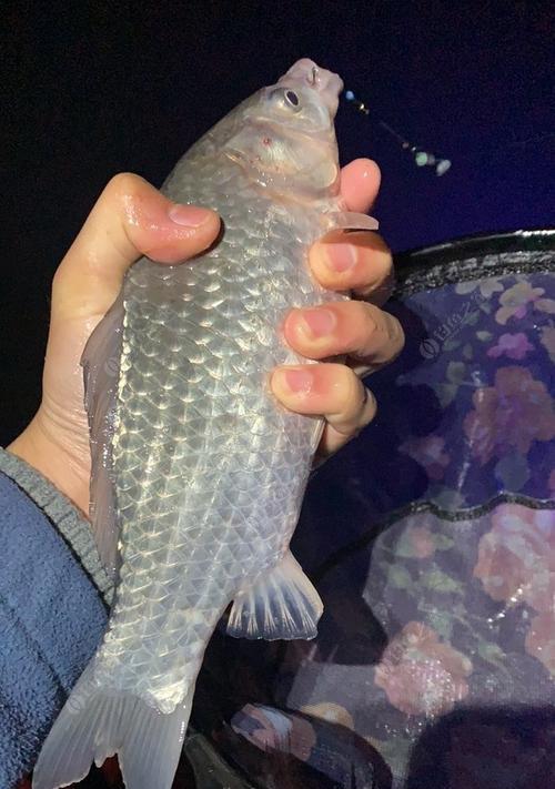 春季夜钓鲫鱼如何选择最佳位置？掌握这些技巧轻松钓获大鲫鱼！