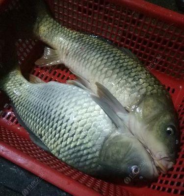春季夜钓鲤鱼最佳技巧是什么？如何提高夜钓鲤鱼的成功率？