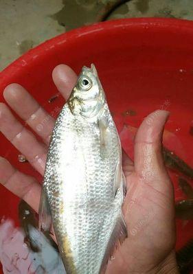 春季夜钓马口鱼技巧有哪些？如何提高钓获率？