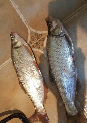 春季夜钓翘嘴鱼技巧和方法教程？如何提高钓获率？