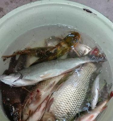 春季夜钓蚯蚓钓鱼技巧有哪些？如何提高夜钓蚯蚓的钓鱼效果？