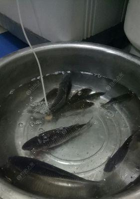 春季夜钓水库技巧有哪些？如何提高夜钓成功率？