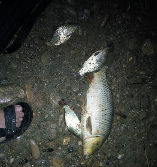春季夜钓鱼技巧有哪些？如何提高夜钓成功率？