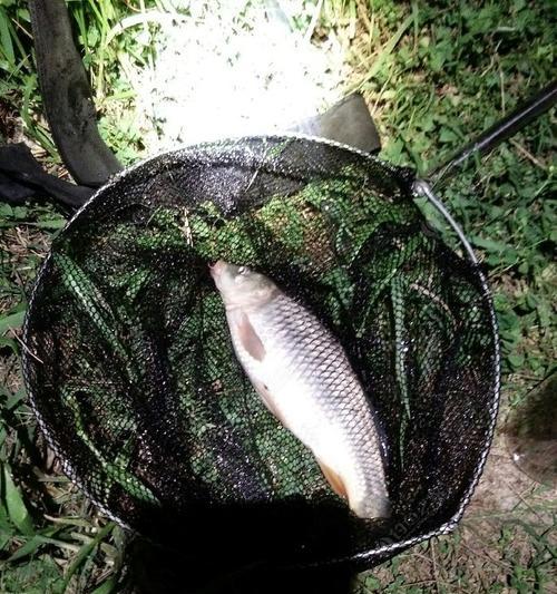 春季夜钓鱼塘草鱼技巧有哪些？如何提高钓草鱼的成功率？