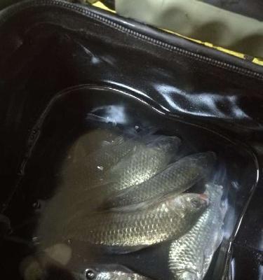 春季夜晚钓鲫鱼技巧有哪些？如何提高钓鲫鱼的效率？
