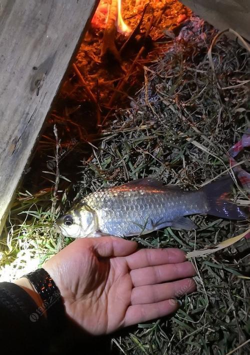 春季夜晚钓鱼有哪些技巧？如何提高夜晚钓鱼的成功率？