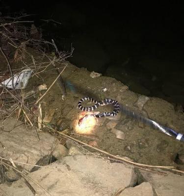 春季夜晚钓鱼技巧有哪些？如何提高夜间钓鱼的成功率？