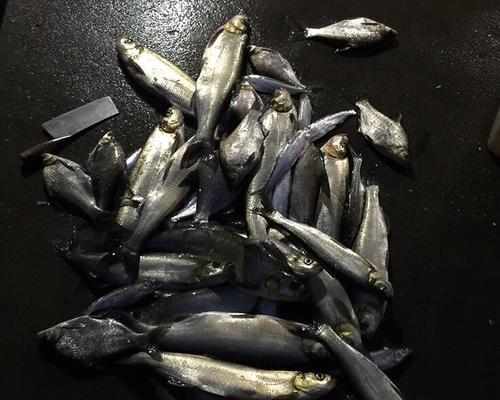 春季夜晚筏钓如何提高收获技巧？有哪些常见问题需要避免？