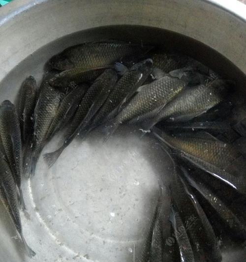 春季夜晚野钓鲫鱼技巧有哪些？如何提高钓鲫鱼的成功率？