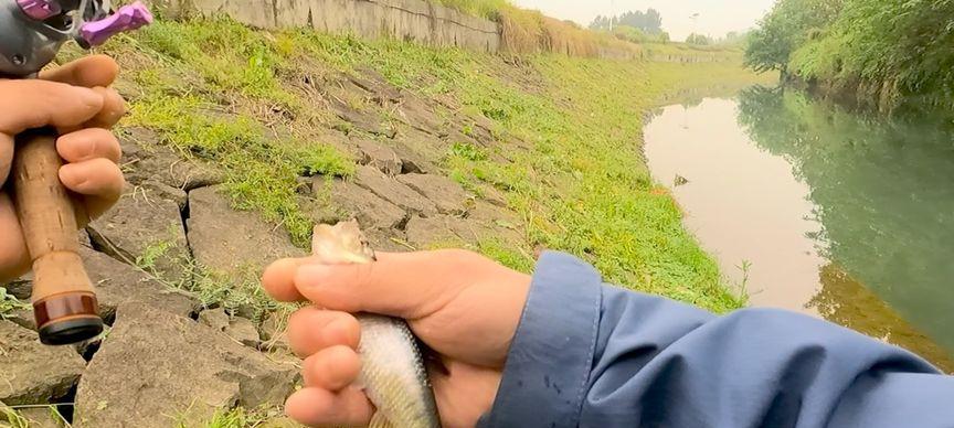 春季阴雨钓鱼技巧和方法是什么？如何提高春季阴雨天气的钓鱼成功率？